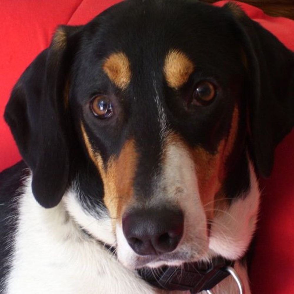 Meet your Posher, Jessie